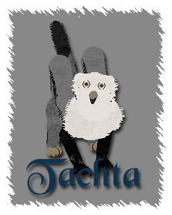 Tachta